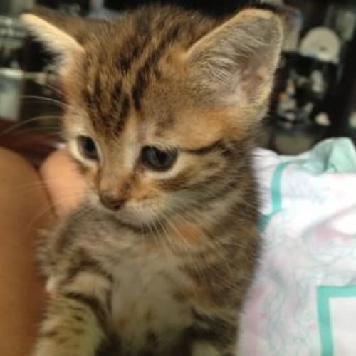 No photo for Pound Cats | Jasmine
