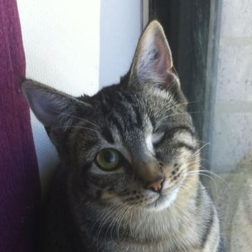 No photo for Carli ** On Trial With Her New Family ** 