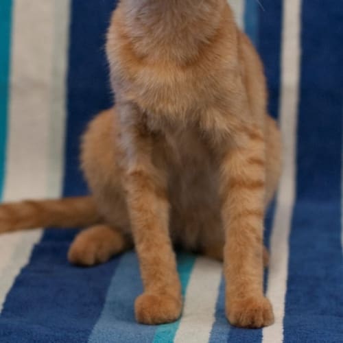 No photo for Reggie (C2052)