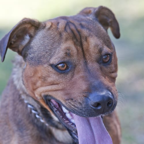 No photo for Milo Id12506. Look At My Gorgeous Smile !