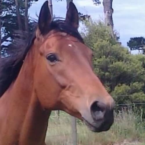 No photo for Roberto (Thoroughbred Gelding)