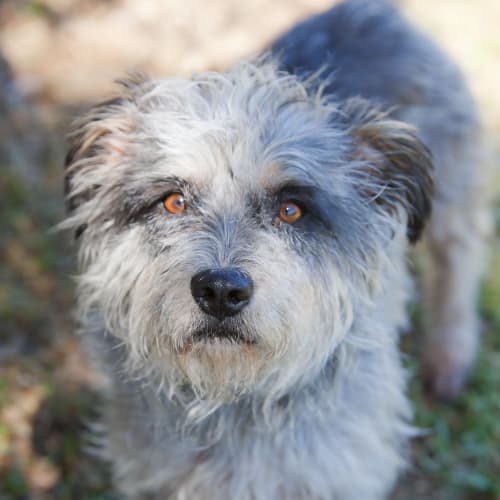 No photo for Misty Id12956. The Sweetest Face You'll See. 