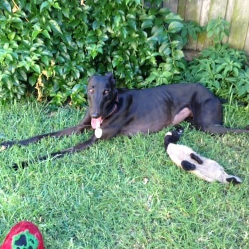 No photo for Bella Adoption Pending