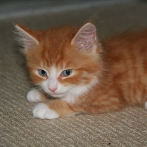 No photo for Garfield