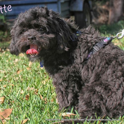 Miette (On Trial 7/4/13)
