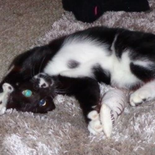 No photo for Boo Id 11749. Laidback, Loving And Lonely