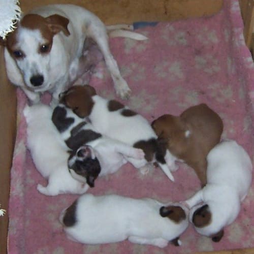 No photo for Inka's Puppies