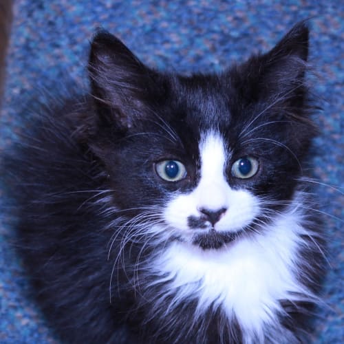 No photo for Gizmo  **Adoption Day Sun 14/04/13**