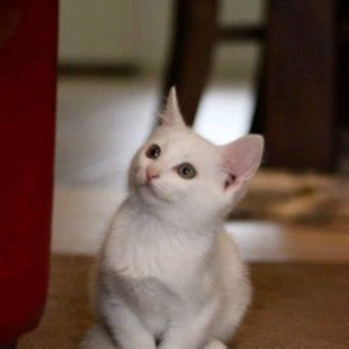 No photo for Kitty Kc266 
