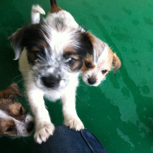 No photo for Puppies. Aahaahaahaah Puppeeees