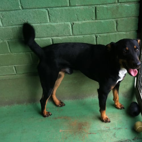 No photo for Renny   Id: 13004. Needs A Little T.L.C.