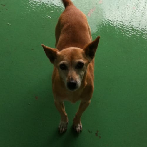 No photo for Toby   Id: 13032. Senior With A Spring In His Step