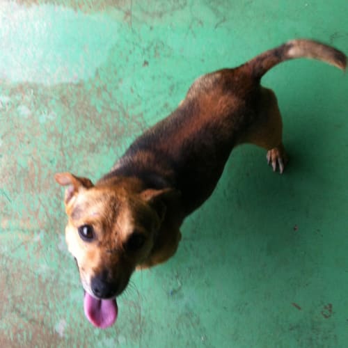 No photo for Wags   Id: 12960. A Bomb Proof Buddy