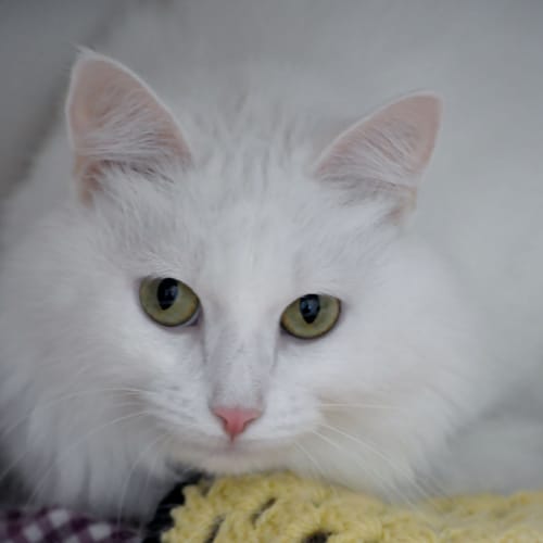 No photo for Opal