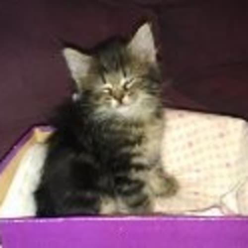 No photo for Stunning Kittens Avalible