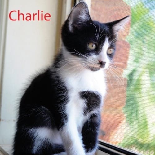 Charlie