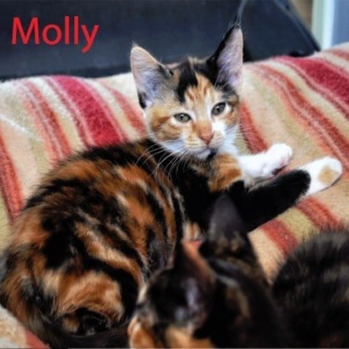 Molly