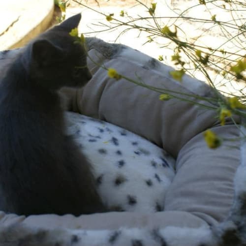 No photo for Belladonna