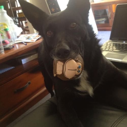 No photo for Perfect Pickles On Trial 
