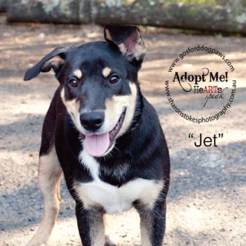 No photo for Jet