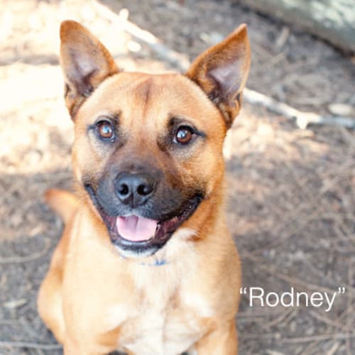 No photo for Rodney