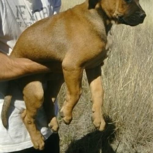 No photo for Xena * Now Has Deposit *