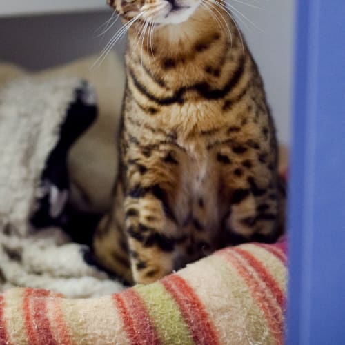 No photo for Tigerlily