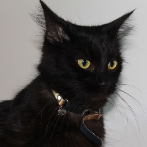 No photo for Belladonna