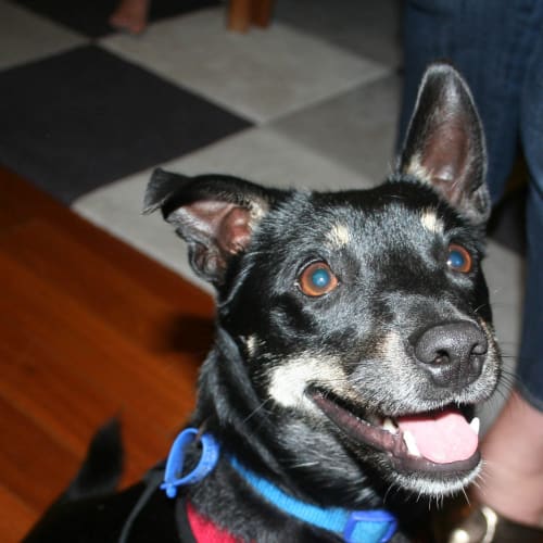 Jacko (On Trial 5/5/13)