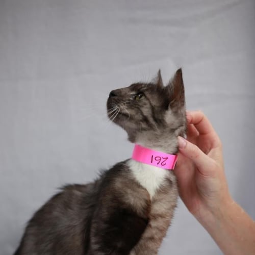 No photo for Pound Cats | Hepburn