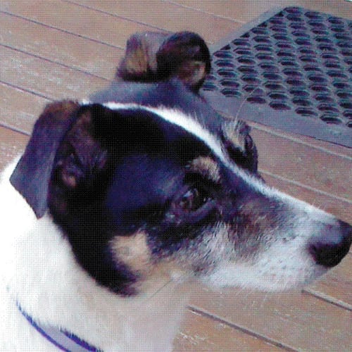 No photo for Sparky