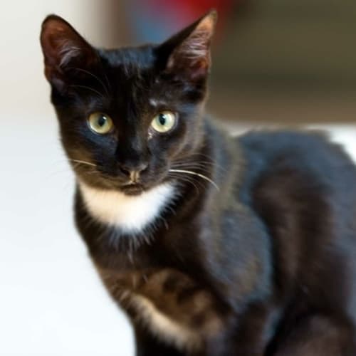 No photo for Pippy Shortstockings*On Trial With Her New Family*