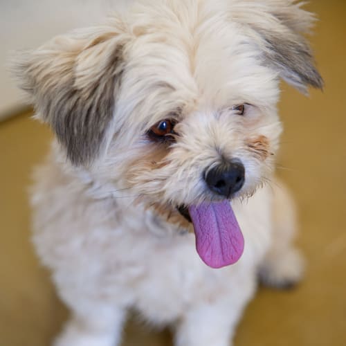 No photo for Chester Id13144