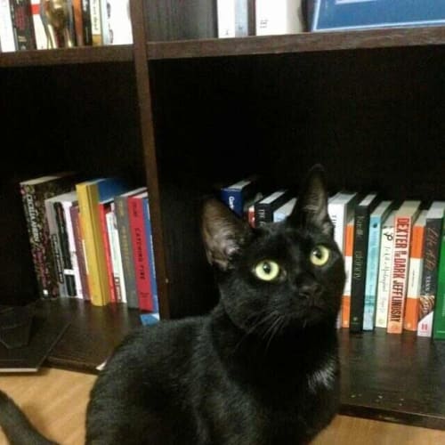 No photo for Cleo