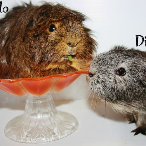 Leonardo and Dicaprio