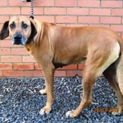 No photo for Bosco Rhodesian Ridgeback