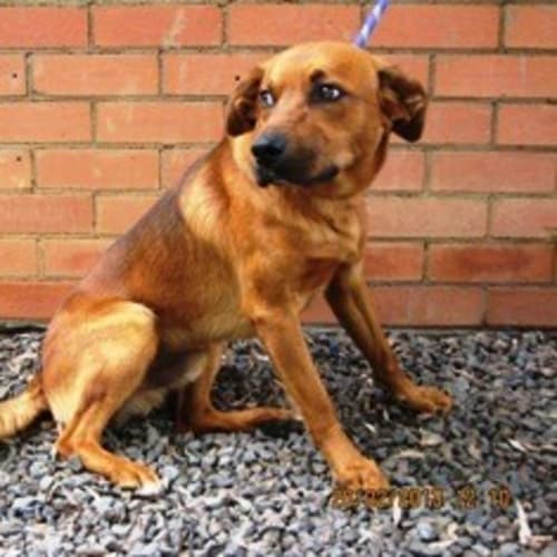 No photo for Sam Ridgeback X
