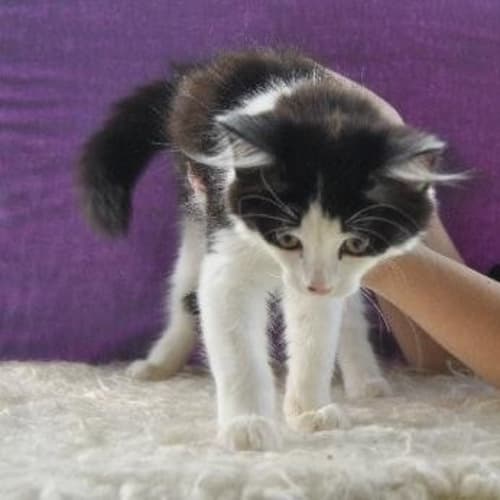 No photo for Swiper