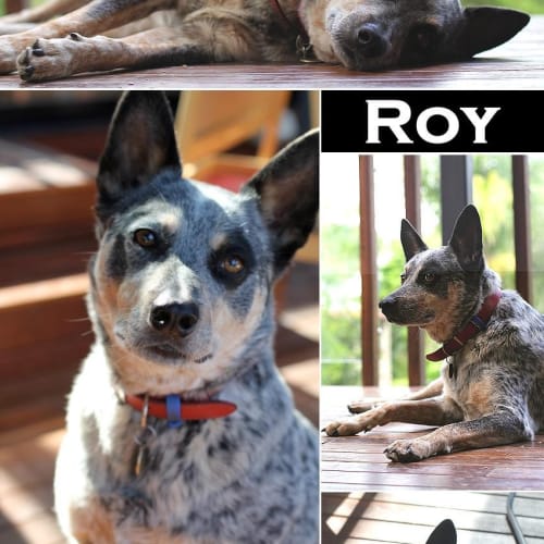No photo for Roy