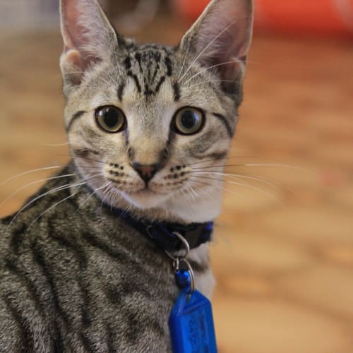No photo for Scatt Cat*On Trial With His New Family*