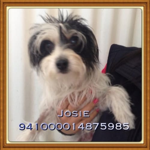 No photo for Josie