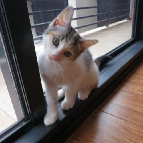 No photo for Toya (8 Week Female)