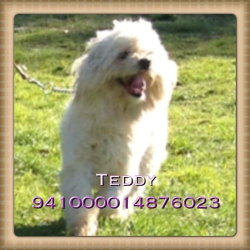 No photo for Teddy