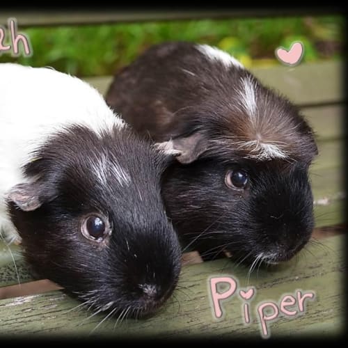 No photo for Leah And Piper