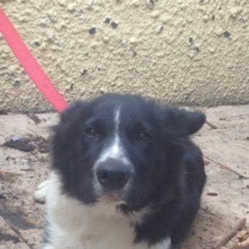 No photo for Sherlock *On Hold, Adoption Pending*
