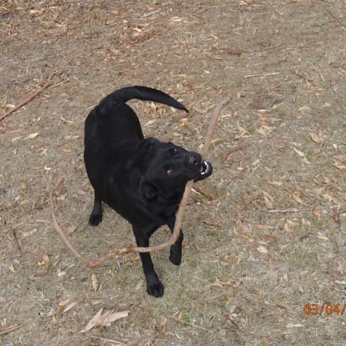 No photo for Sg Lab April 5  Re Homed Today Ap 10