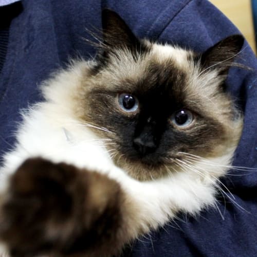 No photo for Milo