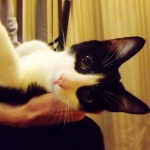 No photo for Moo