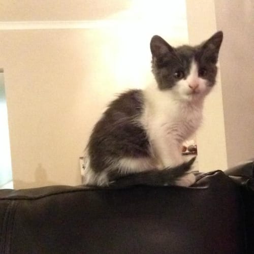 No photo for Kitty (1)