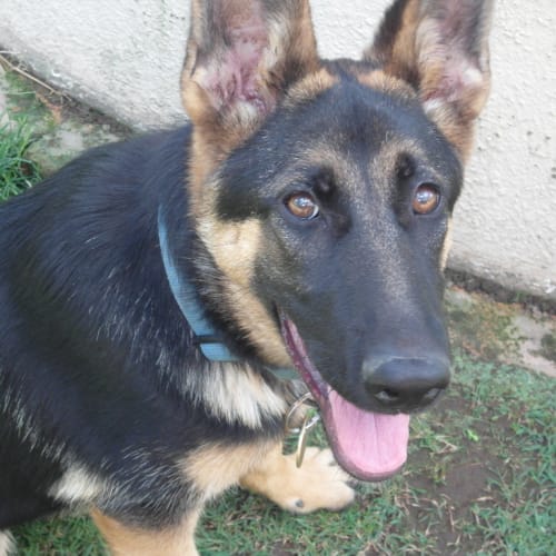 No photo for Josie On Hold Pending Adoption
